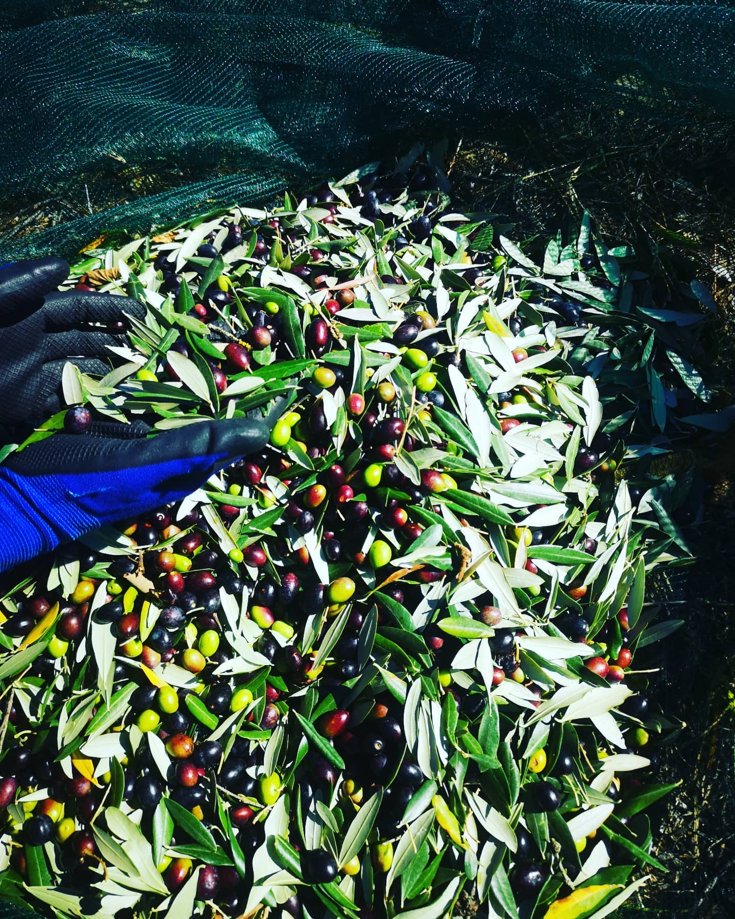 Extra Virgin Olive Oil 1 Liter Tin (2021 Harvest)