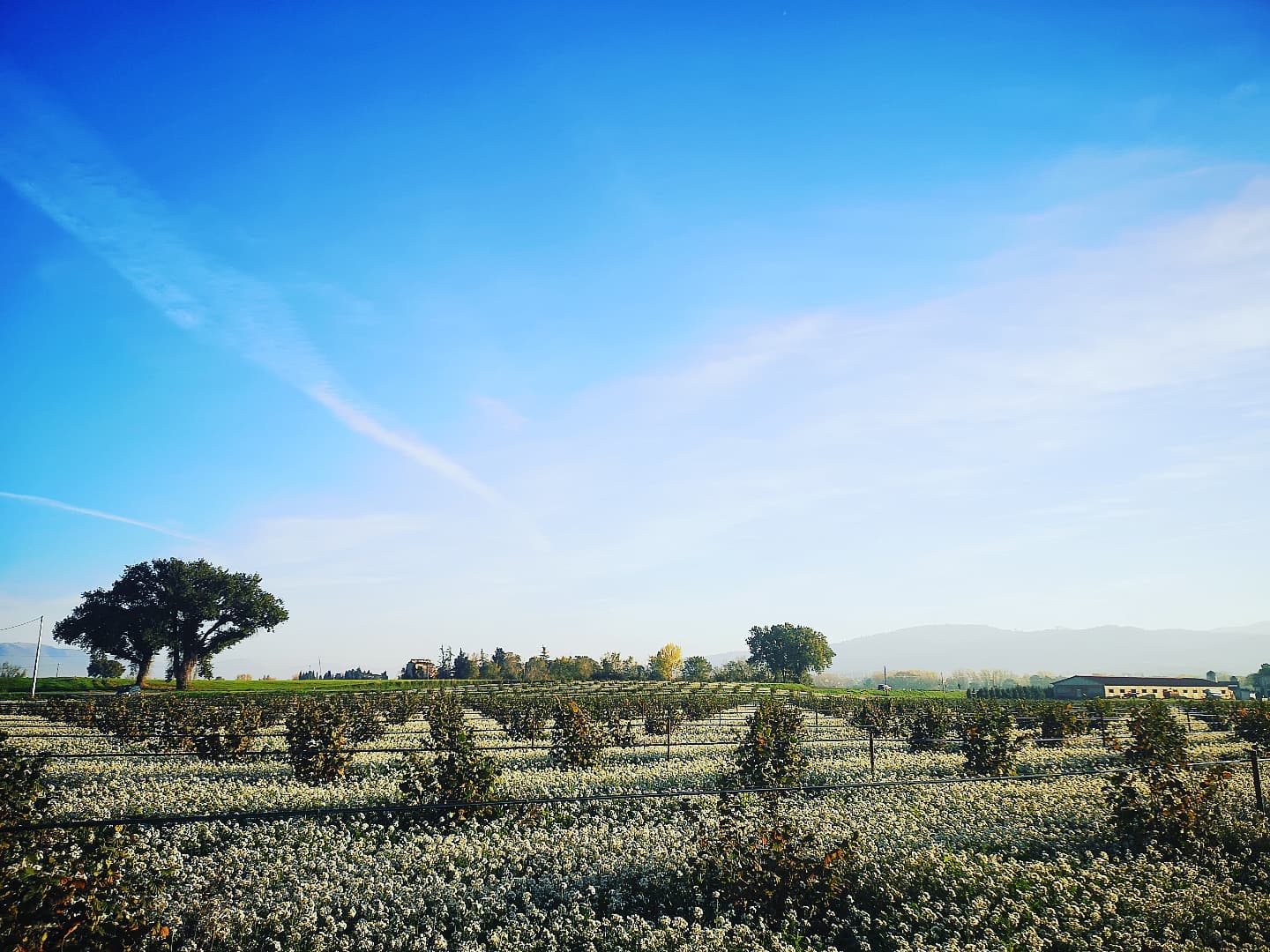 Extra Virgin Olive Oil 1 Liter Tin (2021 Harvest)