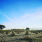 Extra Virgin Olive Oil 1 Liter Tin (2021 Harvest)